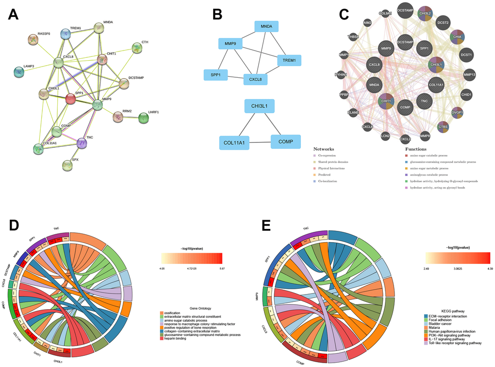 The construction of PPI network, module analysis and identification of hub genes. (A) The PPI network of common DEGs. (B) Two tightly connected modules. (C) The 10 hub genes and 20 interacting genes were functionally analyzed by the GeneMania database. (D) GO enrichment analysis of hub genes. (E) KEGG enrichment analysis of hub genes.