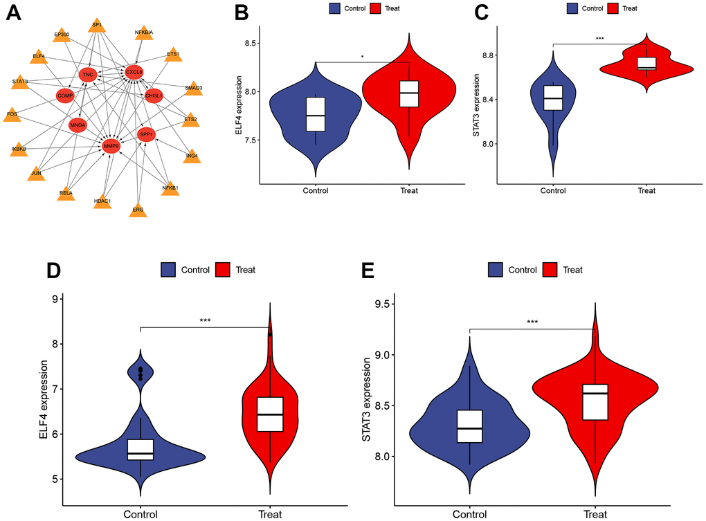 Identification and validation of TFs. (A) The TFs regulatory network. Red represents the hub genes and yellow represents the TFs. (B, C) The expression of ELF4 and STAT3 in GSE151839 dataset ((B) P C) P D, E) The expression of ELF4 and STAT3 in GSE33630 dataset ((D) P E) P “***”, P “**”, P “*”, and P > 0.05 as “ns”.