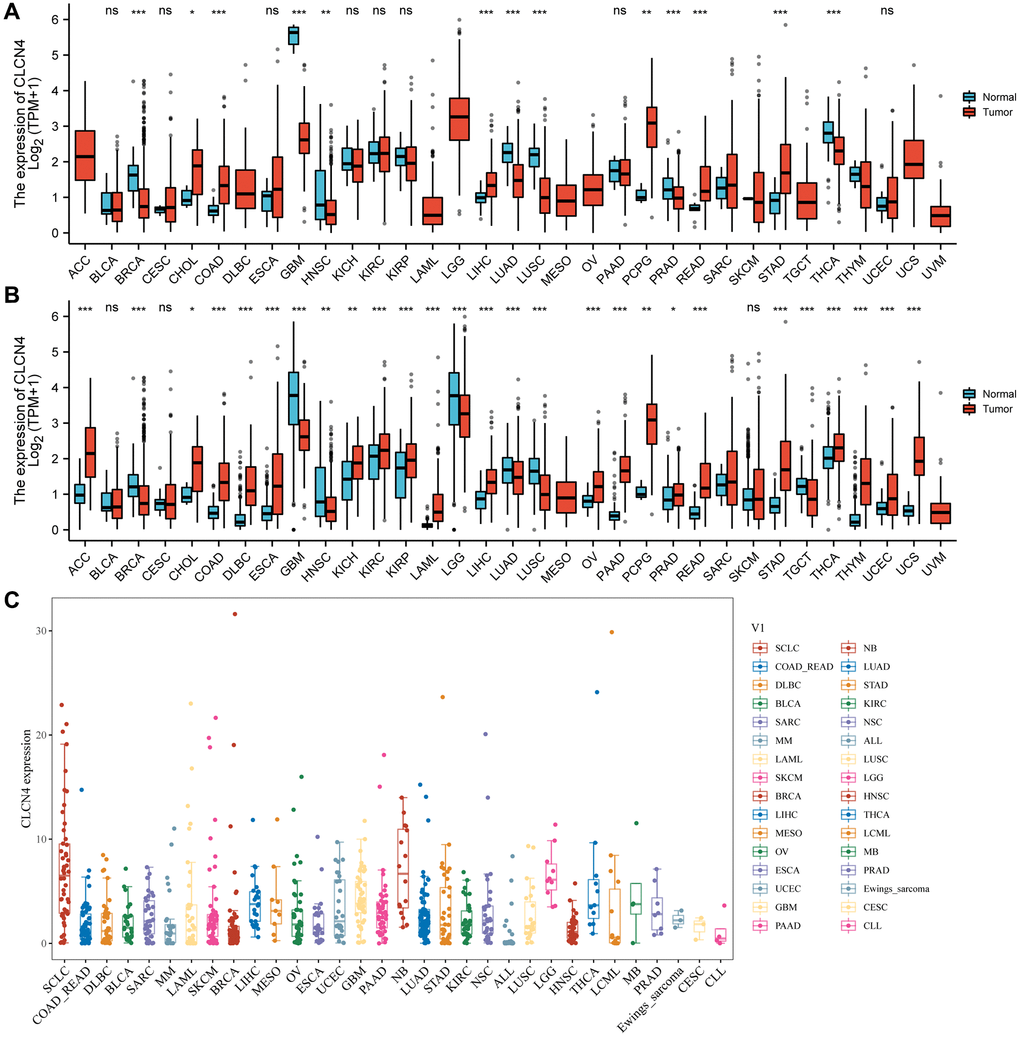The expression of CLCN4. (A) Pan-cancer expression level of CLCN4 in TCGA dataset. (B) Pan-cancer expression levels of CLCN4 in TCGA and GTEx datasets. (C) The CLCN4 expression in various tumor cell lines in CCLE database. *p **p ***p 