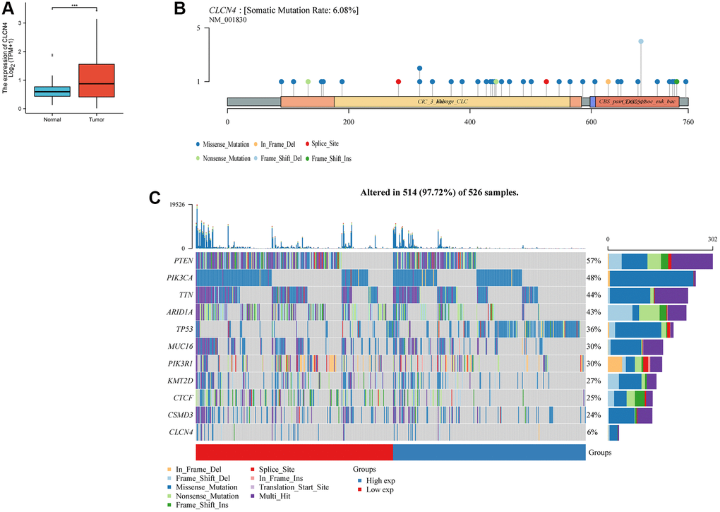 The expression and mutation of CLCN4. (A) Differential expression of CLCN4 in endometrial cancer and normal tissues (***p B) The mutation of CLCN4 and the distribution of protein domains in the labeled hot lollipop graph. (C) Waterfall charts show different somatic mutation of several cancers in the CLCN4 high and low expression group.