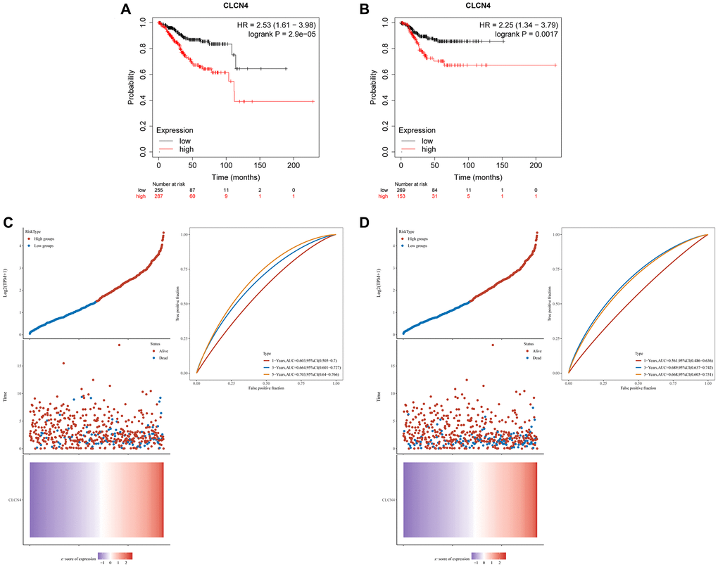 The prognostic role of CLCN4 in UCEC. (A) Kaplan–Meier analysis of the OS between the tumor and normal tissues. (B) Kaplan–Meier analysis of the RFS between the two groups. (C, D) Ranked dot and scatter plots showing the CLCN4 distribution and patient survival status. Heatmaps show CLCN4 Expression patterns of CLCN4. ROC curves to predict the sensitivity and specificity of 1-, 3-, and 5-year survival according to the CLCN4.