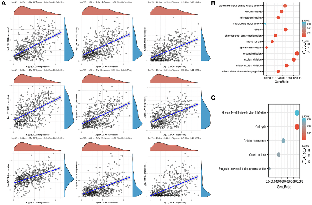 Associated analysis of co-express genes. (A) Relationship between CLCN4 and co-expression gene. (B) GO analysis of co-expressed genes. (C) Co-expressed gene KEGG analysis.