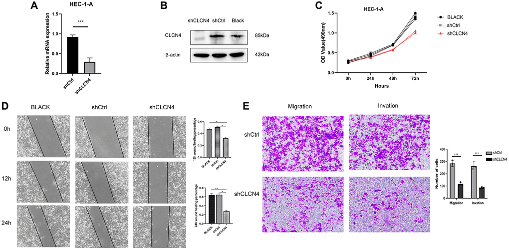 Knockdown of CLCN4 inhabit the proliferation of HEC-1-A cells. (A, B) qPCR and western blotting were used to verify the knockdown efficiency of shCLCN4. ***p C) Growth curve was used to measure the effect of shCLCN4 on the proliferation of HEC-1-A cells by CCK8. (D) Wound healing of HEC-1-A cells between the BLCAK, shCtrl, shCLCN4 groups. *p **p ***p E) Cell migration and migration of HEC-1-A cells between the shCtrl, shCLCN4 groups. ***p 