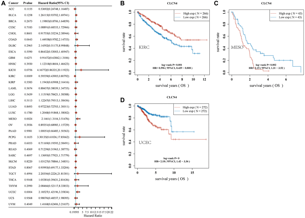 Association of CLCN4 with OS in pan-cancer. (A) The correlation between CLCN4 expression and OS in various tumors used cox regression model. (B–D) Kaplan-Meier curve of KIRC, MESO, UCEC.