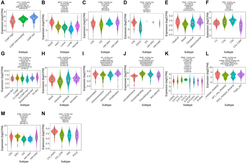 Correlation between CLCN4 expression and tumor immune molecules. Expression of CLCN4 in TISIDB in different tumor molecular subtypes. (A) ACC. (B) BRCA. (C) COAD. (D) ESCA. (E) HNSC. (F) KIRP. (G) LGG. (H) LUSC. (I) OV. (J) PCPG. (K) PRAD. (L) SKCM. (M) STAD. (N) UCEC.