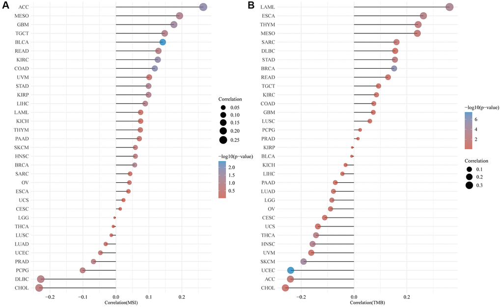 Correlation of CLCN4 expression with microsatellite instability (MSI) and tumor mutational burden (TMB). (A) Correlation between ClCN4 and MSI. (B) Correlation between CLCN4 and TMB.