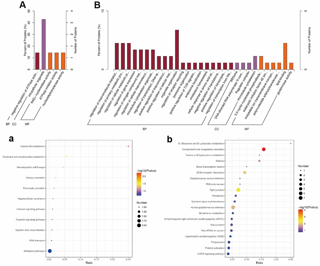 Go (A, B) and KEGG (a, b) enrichment results (A, a) Up-regulated; (B, b) Down-regulated. In (A, B), Value of x-axis: the number of DEPs in the corresponding pathwaythe number of total proteins identified in the pathway; The color of the point: the p-value of the hypergeometric test; The size of the point: the number of DE proteins in the corresponding pathway.