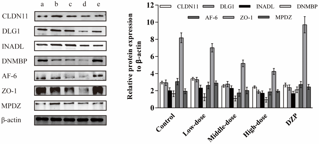 The effects of the JuA+B on the expression of key DE proteins in the hypothalamus. (a) Control group; (b) JuA+B low-dose group; (c) JuA+B middle-dose group; (d) JuA+B high-dose group; (e) DZP group. The protein expression levels of CLDN11, DLG1, INADL, DNMBP, AF-6, ZO-1, and MPDZ were measured by the western blot analysis. The relative intensities of these protein bands were analyzed with ImageJ software. β-actin was used as a control for the protein blots.