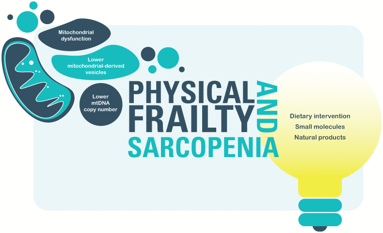 Involvement of mitochondria in physical frailty and sarcopenia and possible restorative treatments.