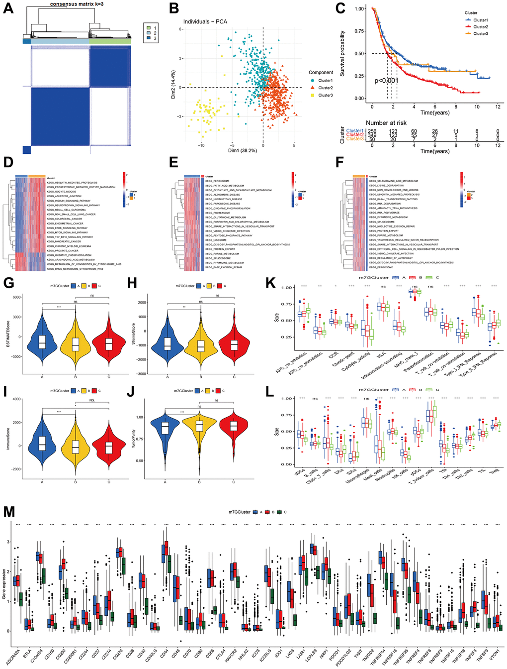 Clustering of advanced glioma based on m7G regulators. (A) Consensus clustering identified three subtypes. (B) PCA showed three distinct clusters. (C) Kaplan-Meier analysis indicated significant differences in overall survival among three clusters. (D–F) GSVA indicated the enriched pathways in three m7G clusters. (G–J) The differences in ESTIMAT score, stromal score, immune score, and tumor purity across three m7G clusters. (K, L) Comparisons of immune cell infiltrations level function among three m7G clusters. (M) Comparisons of Immune checkpoint-related genes expression among three m7G clusters.