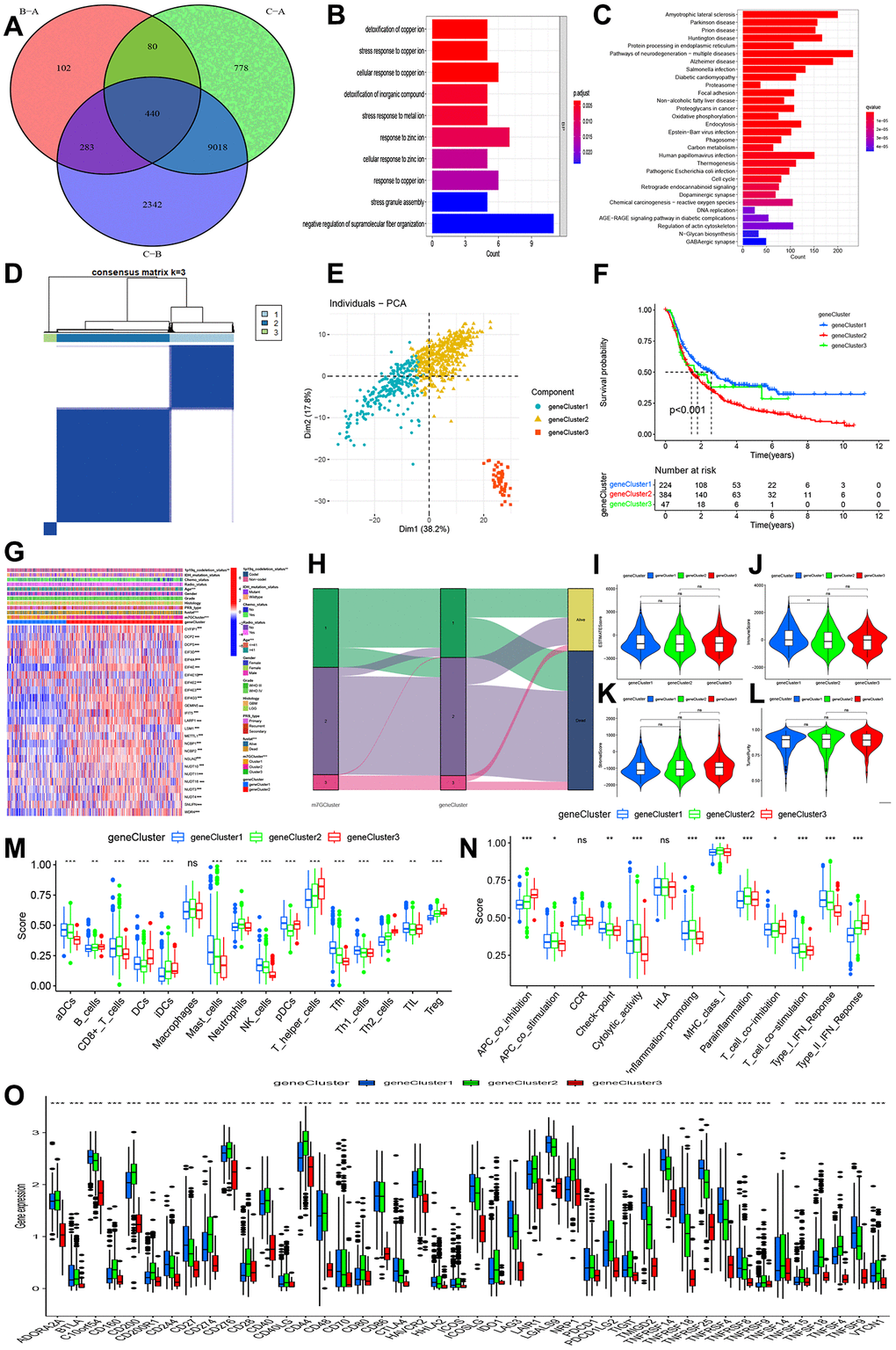 Identification of gene clusters-based DEGs among three m7G clusters. (A) Venn diagram indicating 440 DEGs among three m7G clusters. (B, C) GO and KEGG enrichment analyses based on 440 DEGs. (D) Consensus matrix identified the number of gene clustering. (E) PCA indicated three distinct gene clusters. (F) Kaplan-Meier analysis indicated significant differences in overall survival among three gene clusters. (G) Correlations of expression profiling, m7G clusters and gene clusters and clinical features. (H) Ggalluvial analysis indicated changes from m7G clusters to survival outcomes. (I–L) Differences in stromal, immune, estimate, and tumor purity. (M, N) Comparisons of immune cell infiltrations and immune functions. (O) Comparisons of immune checkpoint-related genes among three gene clusters.