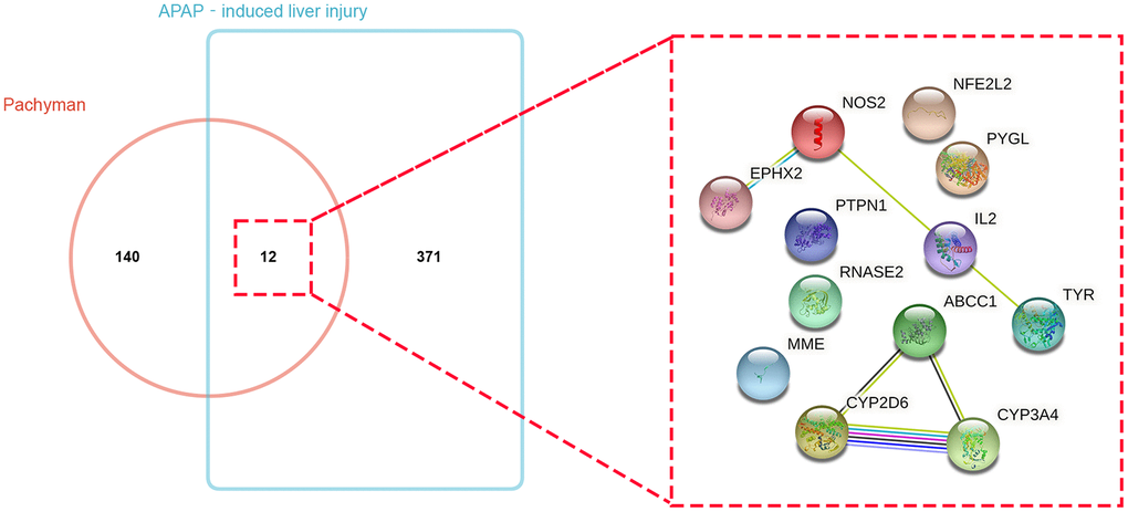 Bioinformatics and Venn mapping analyses showed 152 and 383 respective genes in pachyman and APAP-induced liver injury, and 12 intersection genes were identified and gene interaction network diagram of 12 potential targets was visualized.