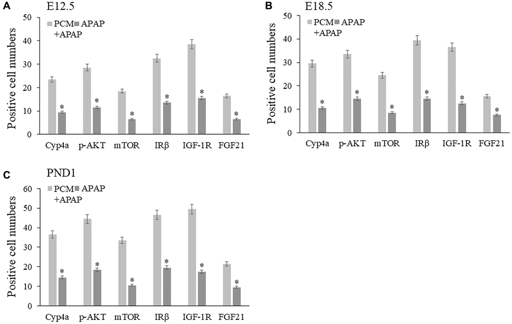 Pachyman-treated APAP-exposed mice in utero showed increased Cyp4a, p-AKT, mTOR, IRβ, IGF-1R, FGF21 positive protein expressions in E12.5 livers (A), E18.5 livers (B), and PND1 livers (C). Abbreviation: PCM: pachyman treatment.