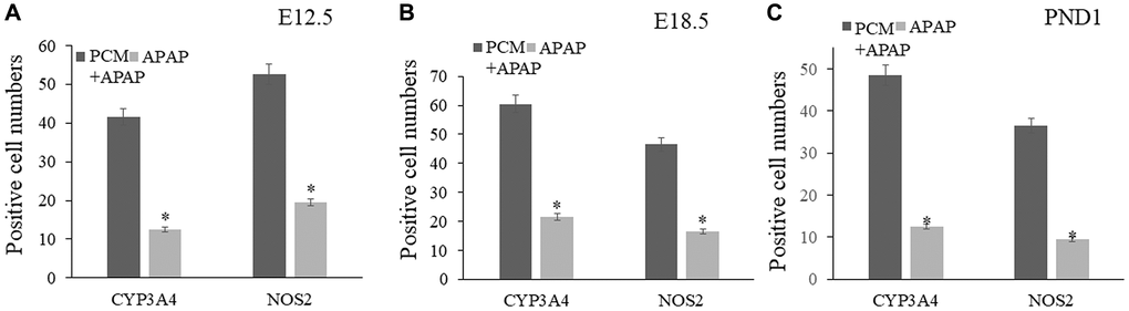 Pachyman-treated livers from prenatal APAP exposure resulted in elevated positive expressions of CYP3A4, and NOS2 in E12.5 livers (A), E18.5 livers (B), and PND1 livers (C). Abbreviation: PCM: pachyman treatment.