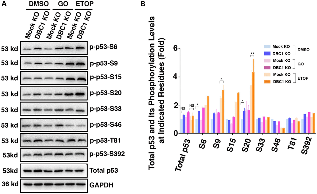 DBC1 knockdown promotes phosphorylation level of p53. (A) The Mock KO and DBC1 KO cell lines were respectively treated with DMSO, 40 mU GO and 25 μm etoposide (ETOP) for 5 hours, then their lysates were subjected to immunoblot analysis for total p53 and its phosphorylation as indicated. GAPDH served as a loading control. (B) Quantification of the Western blot results in panel A. All values were expressed as means ± standard deviations. Student t-test: *p **p 