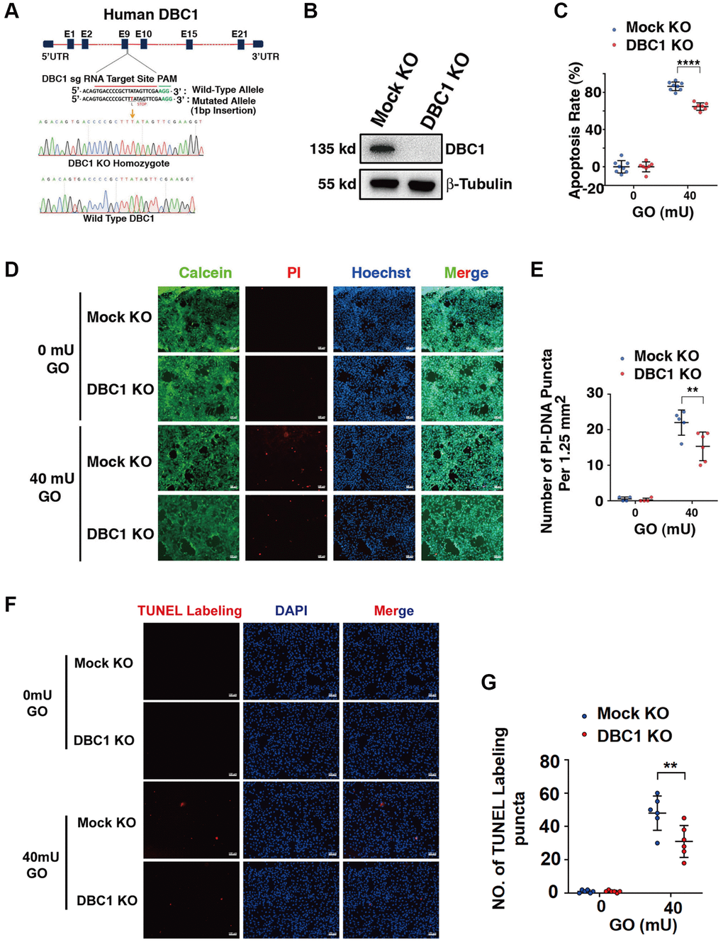 DBC1 knockout significantly attenuates glucose oxidase (GO)-induced apoptosis. (A) A schematic diagram showing strategy for DBC1 knockout in FHL124 cells by CRISPR/Cas9 gene editing technology. The red underlined base pairs are the sgRNA target, the green underlined base pairs are the protospacer-adjacent motif (PAM). 1-bp base insertion in the mutated allele are shown in red bold. The stop codon introduced in the mutant form is shown. (B) Western blot analysis of DBC1 expression levels in control (Mock KO) and DBC1 knockout (DBC1 KO) cells. Note that expression of DBC1 was not detectable in DBC1 knockout cells. The β-tubulin served as the loading control. (C) Apoptosis rate changes in Mock KO and DBC1 KO cells under treatment of 40 mU GO for 5 hours were measured by CellTiter-Lumi™ II Luminescent Cell Viability assay analysis. (D) Calcein/PI Cell Viability/Cytotoxicity assay analyzed cell apoptosis of Mock KO and DBC1 KO cells under the same treatment as in C. Green fluorescence represents live cells as detected by Calcein-AM, and red fluorescence detected by PI refers to dead cells. Scale bar, 100 μm. (E) Quantification of the PI-DNA puncta in panel D. **p ****p F) TUNEL labeling assay under the same treatment as in C. Scale bar, 100 μm. (G) Quantification of the TUNEL Labeling puncta in panel F. **p 