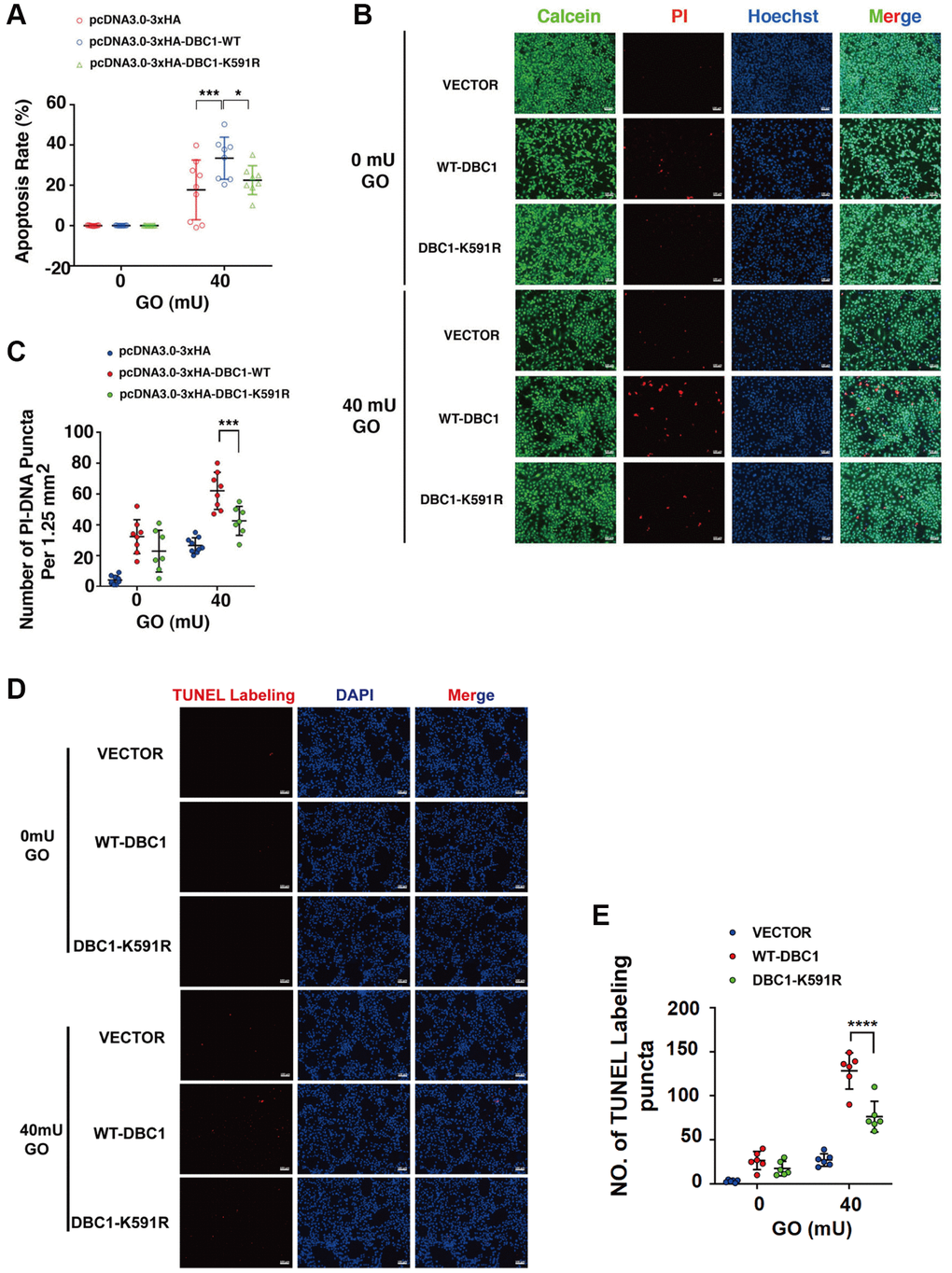 SUMOylation of DBC1 at K591 enhances oxidative stress-apoptosis. (A) DBC1 KO cells were transiently transfected with HA-vector, HA-DBC1-WT, or HA-DBC1-K591R as indicated. Cell viability assay was conducted to analyze cell apoptosis rate changes in the three types of cells under 40 mU GO treatment for 5 hours. (B) Calcein/PI Cell Viability/Cytotoxicity assay analyzed cell apoptosis of the three types of cells under the same treatment as in A. Scale bar, 100 μm. (C) Quantification of the PI-DNA puncta in panel B. *p ***p D) TUNEL labeling assay under the same treatment as indicated. Scale bar, 100 μm. (E) Quantification of the TUNEL Labeling puncta in panel (D). ****p 