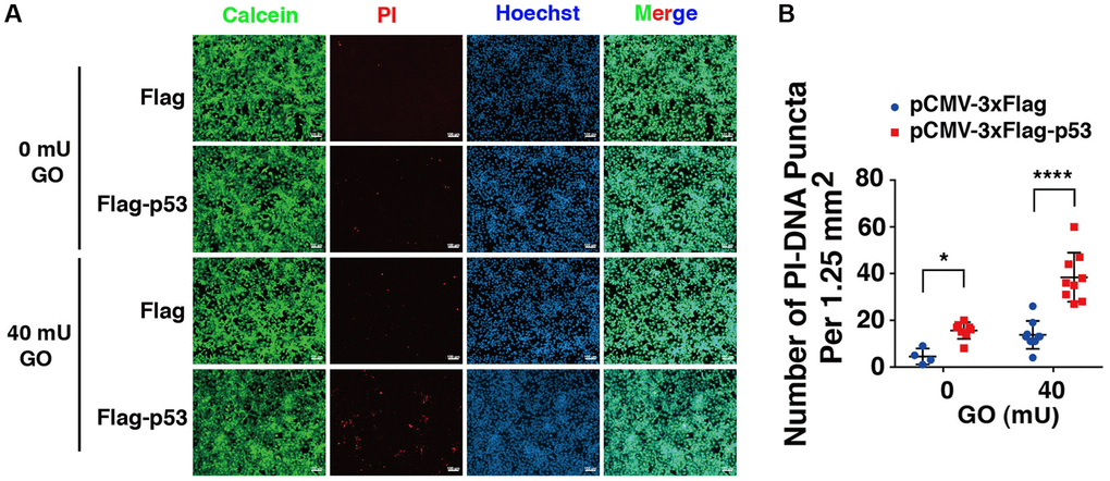 p53 overexpression overrides the effect of DBC1 absence in promoting oxidative stress-induced apoptosis. (A) DBC1 KO cells were transiently transfected with Flag-vector or Flag-p53 as indicated, then incubating with or without 40 mU GO for 5 hours followed by Calcein/PI Cell Viability/Cytotoxicity assay analysis on cell apoptosis. Scale bar, 100 μm. (B) Quantification of the PI-DNA puncta in panel A. *p ****p 