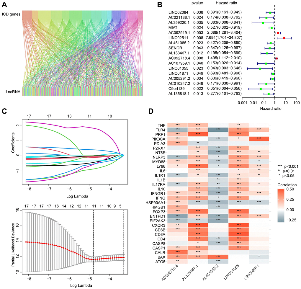 Screening and identification of prognostic-associated ICDRLs. (A) Sankey diagram displays the relationship between ICD genes and ICDRLs. (B) ICDRLs associated with BRCA prognosis are filtered and selected. (C) LASSO analysis shows the minimum lambda value of the characteristic variables. (D) The correlation heatmap reveals the associations between five independent prognostic factors and ICD genes.