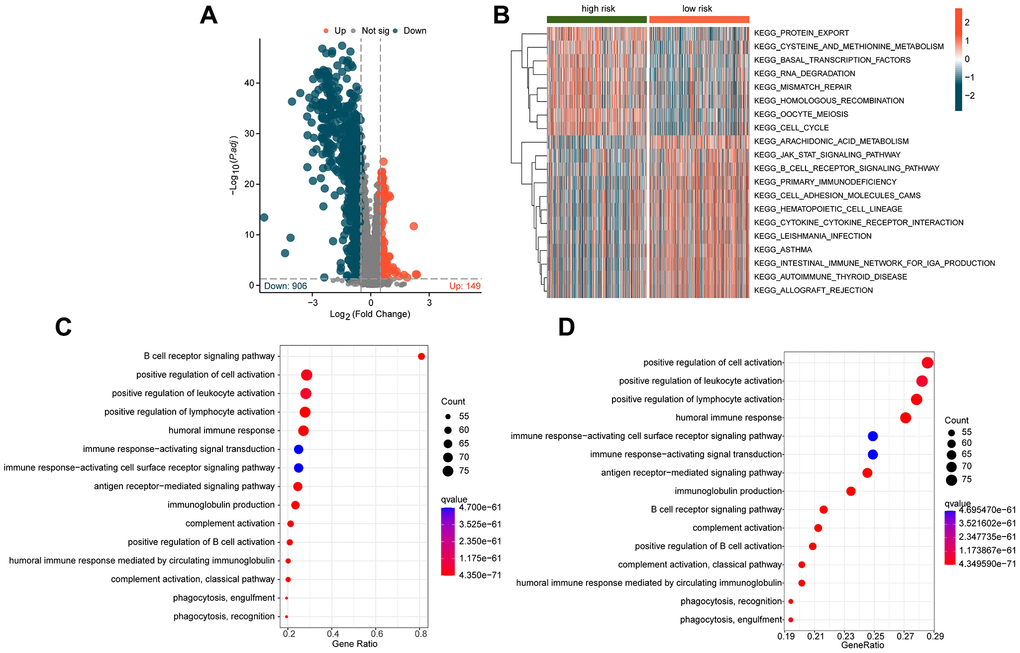 Exploration of potential mechanisms in different ICDRLs risk subgroups. (A) Differential gene expression analysis of risk subgroups. (B) GSVA analysis of different ICDRLs risk subgroups. (C, D) GO and KEGG enrichment analysis of differentially expressed genes.