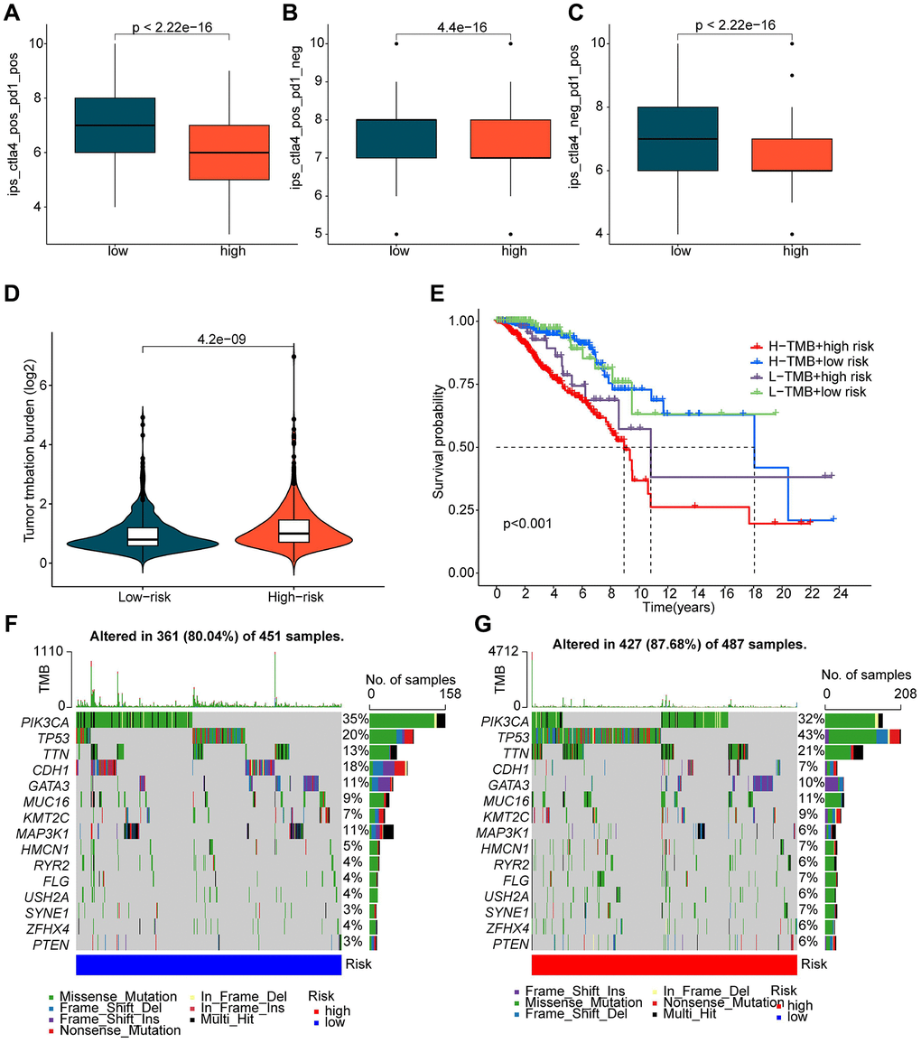 Evaluation of immune therapy response and mutation load characteristics of ICDRLs risk subtypes. (A–C) IPS scores predicting ICDRLs risk subtypes based on the TCIA database. (D) Tumor mutation load score of ICDRLs risk subtypes. (E) Clinical prognosis analysis of high and low mutation load groups based on ICDRLs risk subtypes. (F, G) Assessment of somatic mutation frequency in ICDRLs risk subtypes.