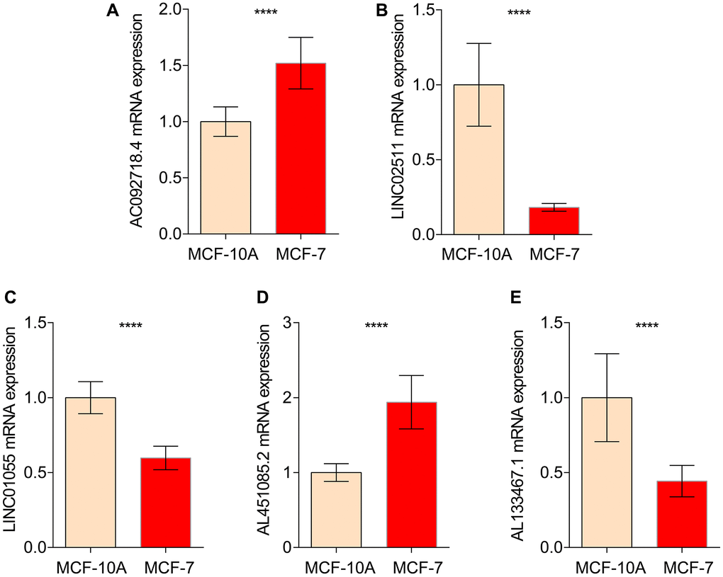 qRT-PCR analysis of 5 ICDRLs in MCF-10A and MCF7. mRNA expressions of AC092718.4 (A) LINC02511 (B) LINC01055 (C) AL451085.2 (D) AL133467.1 (E) in both MCF-10A and MCF7 cells.