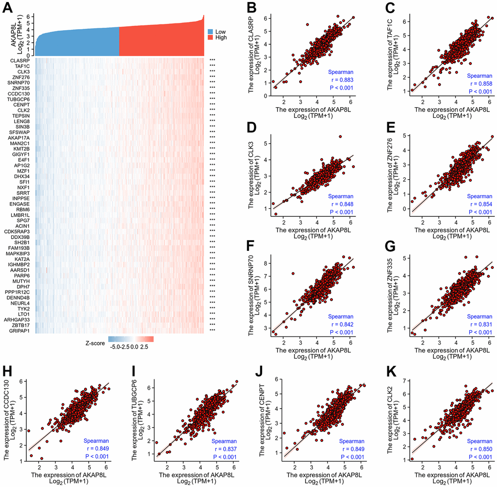 Top 50 genes correlated with AKAP8L expression in KIRC. (A) The gene co-expression heatmap of the top 50 genes correlated with AKAP8L in KIRC; (B–K) correlation analysis of the top 10 genes and AKAP8L in the heatmap.