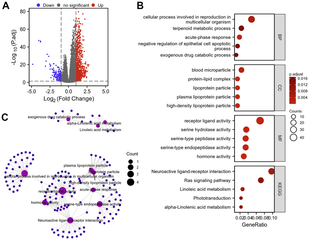 Protein–protein interaction (PPI) network building and GO and KEGG analyses of DEGs between AKAP8L high expression and low expression groups in KIRC. (A) The volcano map of DEGs (red: upregulation; blue: downregulation); (B, C) GO and KEGG analyses of DEGs.