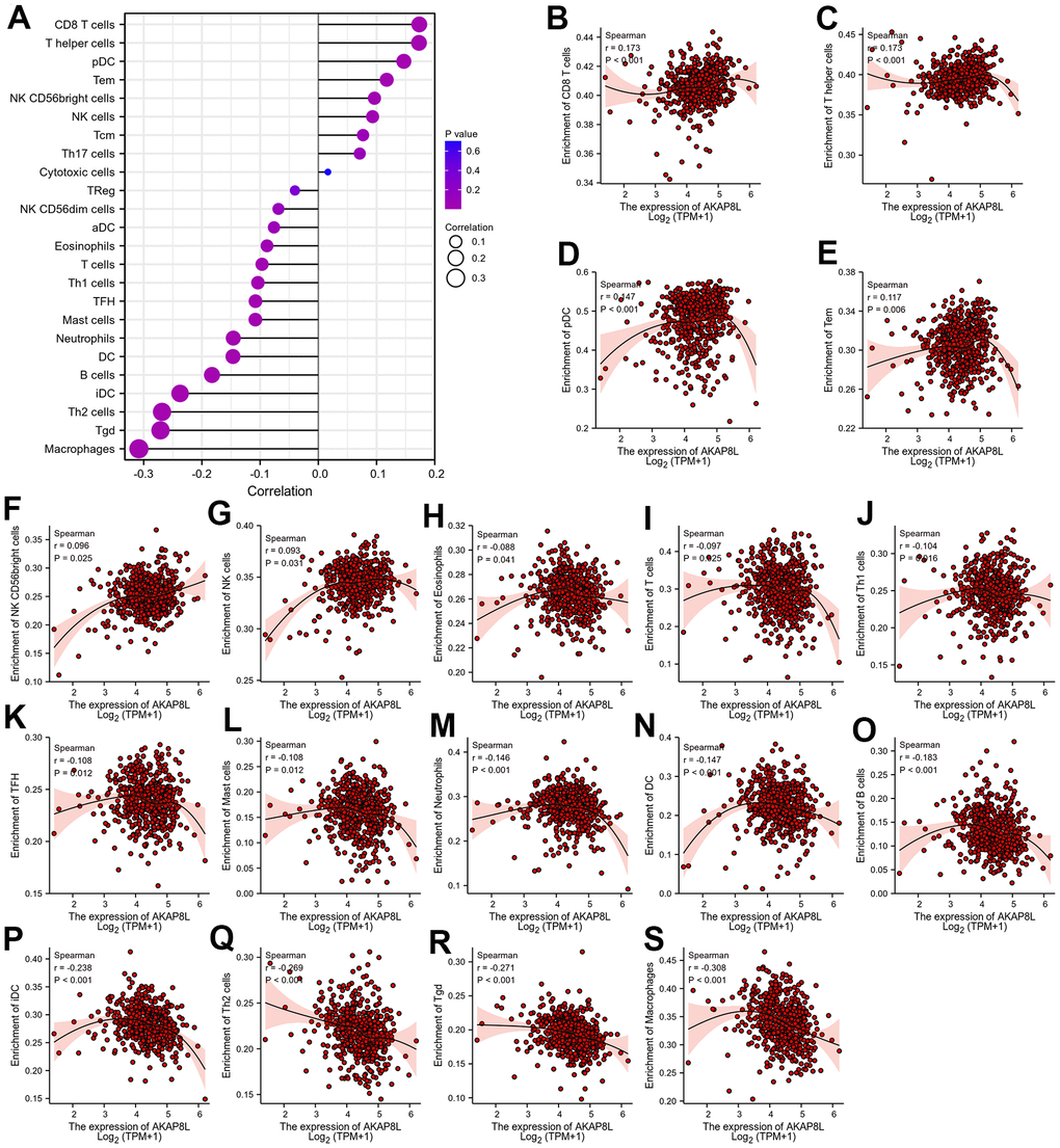 Relationship between AKAP8L expression and tumor-infiltrating immune cells. (A) The lollipop diagram of the correlation between AKAP8L expression and tumor-infiltrating immune cells. Relationship between AKAP8L expression and tumor-infiltrating immune cells, including (B) CD8 T cells, (C) T helper cells, and (D) pDC cells, (E) Tem, (F) CD56bright cells, (G) NK cells, (H) Eosinophils, (I) T cells, (J) Th1 cells, (K) TFH, (L) Mast cells, (M) Neutrophil, (N) DC, (O) B cells, (P) iDC, (Q) Th2 cells, (R) Tgd, (S) Macrophages.