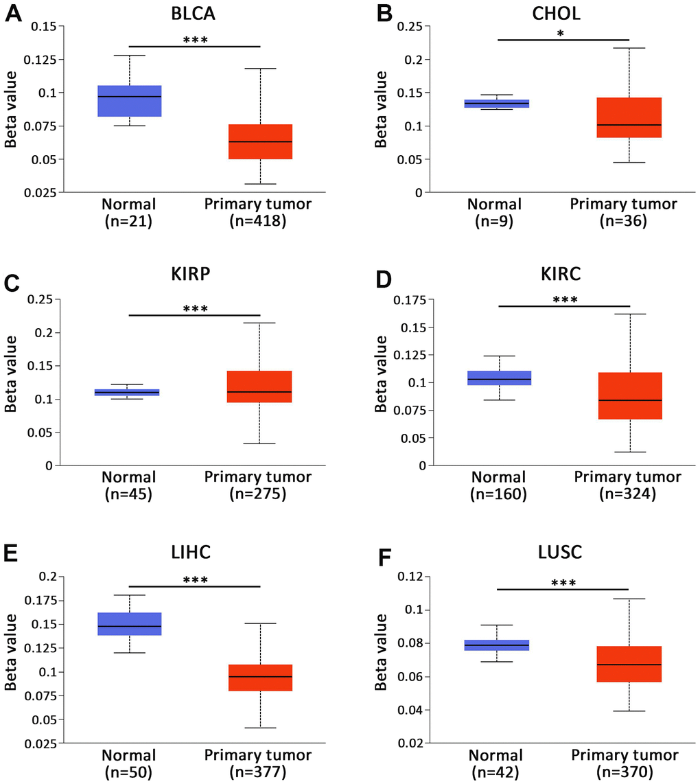 Promoter methylation status of CBXs in BLCA (UALCAN). The promoter of AKAP8L was hypomethylated in (A) BLCA and (B) CHOL tissues. The promoter of AKAP8L was hypermethylated in (C) KIRP tissues. The promoter of AKAP8L was hypomethylated in (D) KIRC, (E) LIHC and (F) LUSC tissues. * p p 