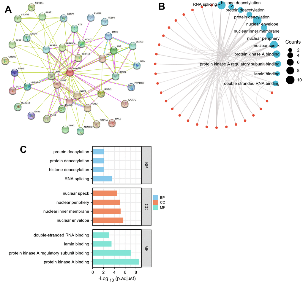 Protein–protein interaction (PPI) network, GO analysis, and KEGG analysis of 50 targeted binding proteins of AKAP8L. (A) PPI network; (B) visual network of GO and KEGG analyses; (C) GO analysis.