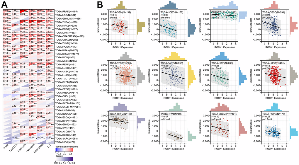 ROCK1’s role in tumor immune response. (A) Correlation between the expression levels of ROCK1 and immune infiltration pan-cancer by TIMER database. (B) Correlation between the expression of ROCK1 and ImmuneScore derived from the ESTIMATE algorithm. *p 