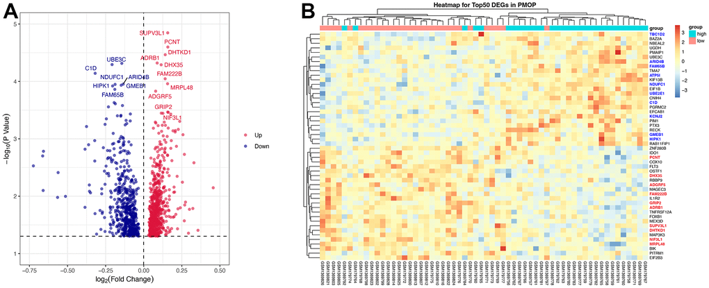 DEGs screening. Volcano plot (A) and heatmap (B) for the DEGs identified from the integrated PMOP dataset. Top regulated genes were texted in the volcano plot. The top 10 up-regulated genes are highlighted in bold red on the heatmap while the top 10 down-regulated genes are in bold blue.