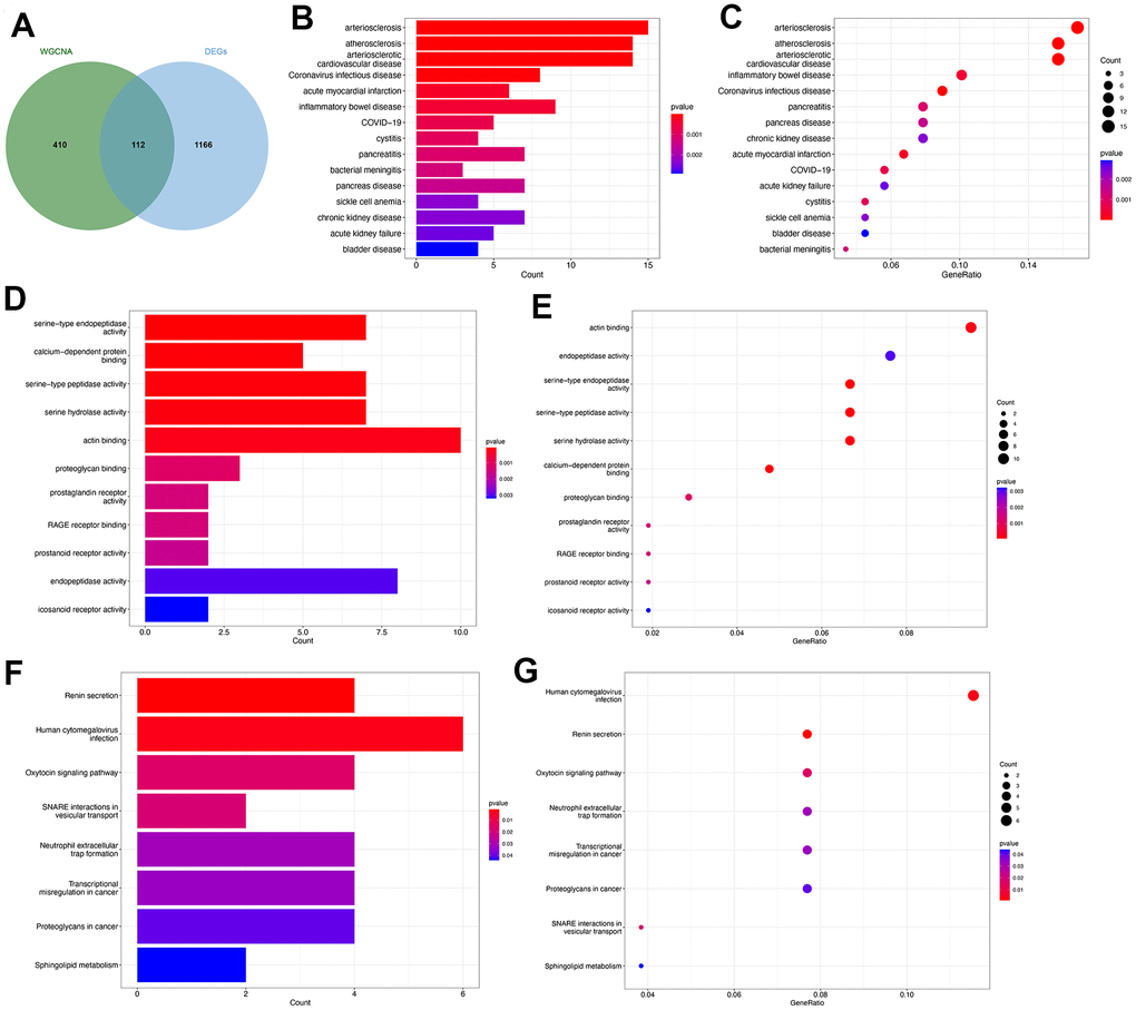 Functional enrichment analysis of the common key genes. (A) The Venn plot identified 112 shared genes among 522 module genes and 1278 DEGs. Bar plot (B) and dot plot (C) showed the results of DO enrichment analysis of 112 common genes. Bar plot (D) and dot plot (E) showed the results of GO enrichment analysis of 112 common genes. Bar plot (F) and dot plot (G) showed the results of KEGG enrichment analysis of 112 common genes.