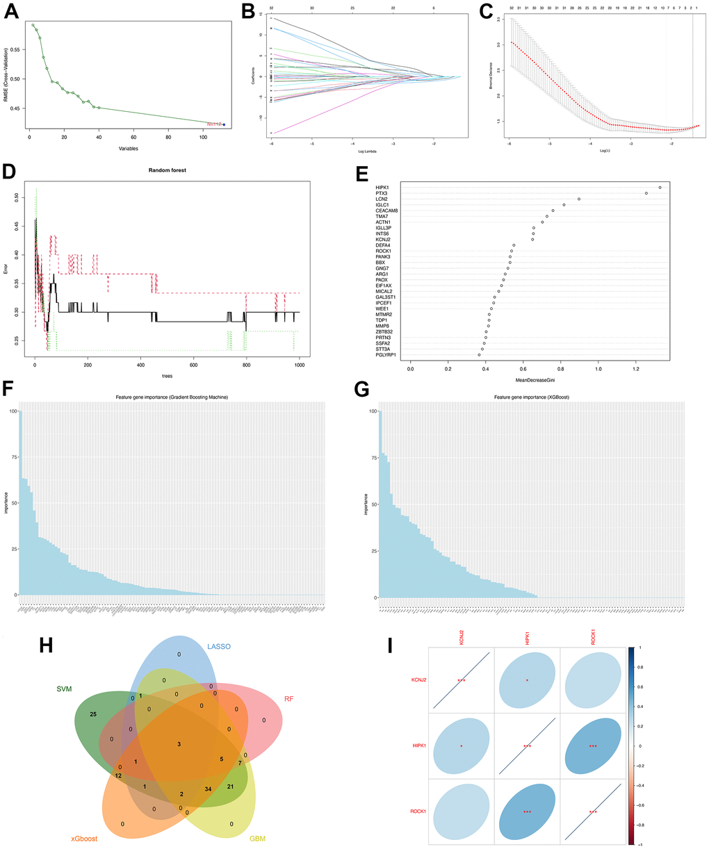 Machine learning identified three hub genes of PMOP. (A) SVM-RFE screening of candidate diagnostic genes. (B, C) LASSO screening of candidate diagnostic genes. (D) Random forest error rate versus the number of classification trees. (E) Random forest calculated the top 30 relatively important genes of PMOP. (F) GBM screening of candidate diagnostic genes and the bar chart showed the genes ranked by importance. (G) XGboost screening of candidate diagnostic genes and he bar chart showed the genes ranked by importance. (H) Venn plot between five machine learning methods resulted in three common hub genes. (I) Correlation between three hub genes. Blue represents positive correlations and red represents negative correlations. *, p 