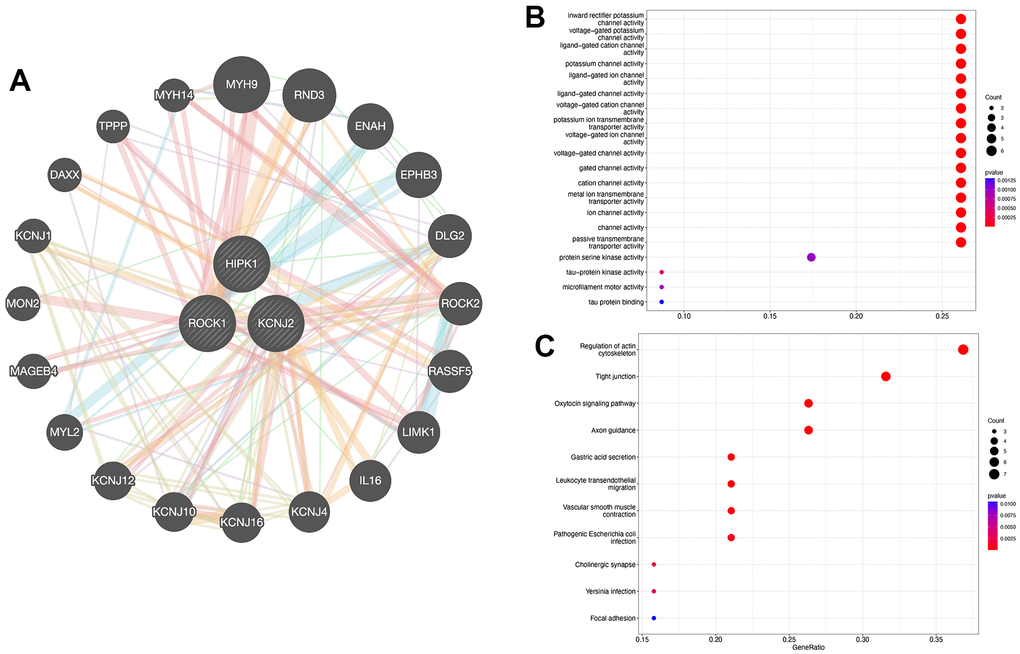 PPI network construction. (A) Interaction analysis of hub genes and the construction of gene co-expression network. (B) Dot plot showed the results of GO enrichment analysis of three hub genes and 20 related genes. (C) Dot plot showed the results of KEGG enrichment analysis of three hub genes and 20 related genes.