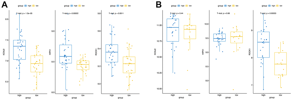 Validation of the hub genes expression. The expression of three hub genes in high BMD group and low BMD (PMOP) group of the training datasets (A) and the validation datasets (B).