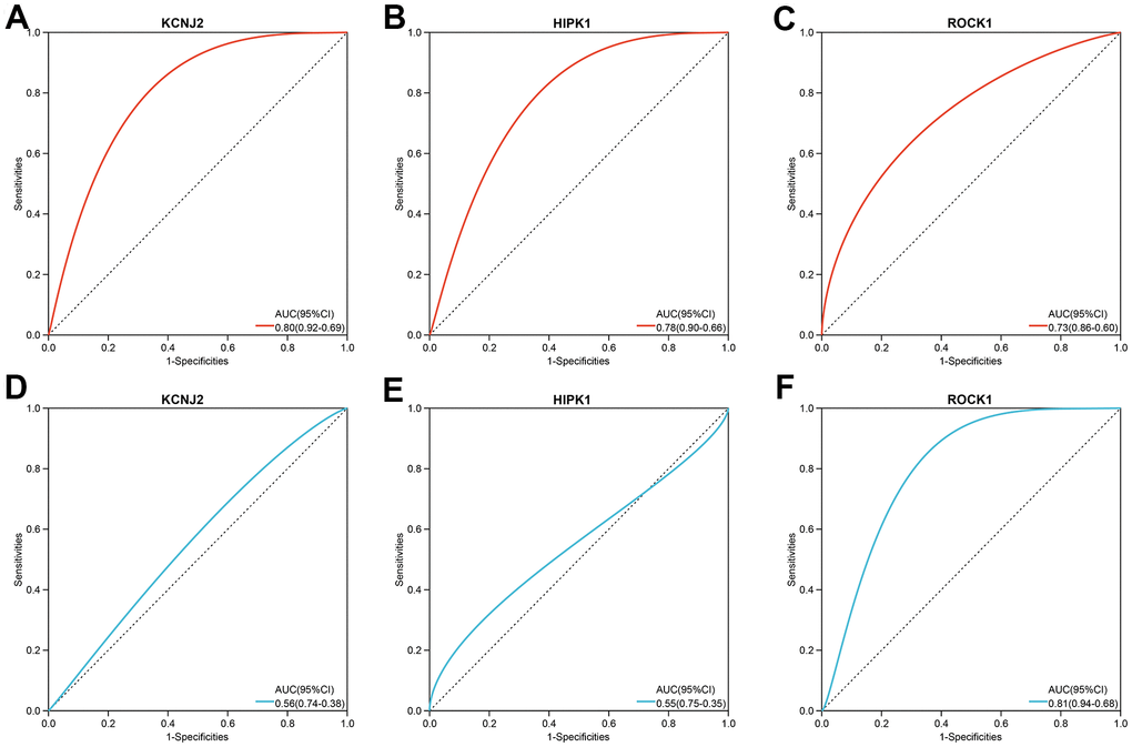 The three hub genes’ diagnostic value in PMOP training datasets (A–C) and validation datasets (D–F). ROC curves and AUC statistics are used to evaluate the capacity to discriminate PMOP from healthy controls with excellent sensitivity and specificity.