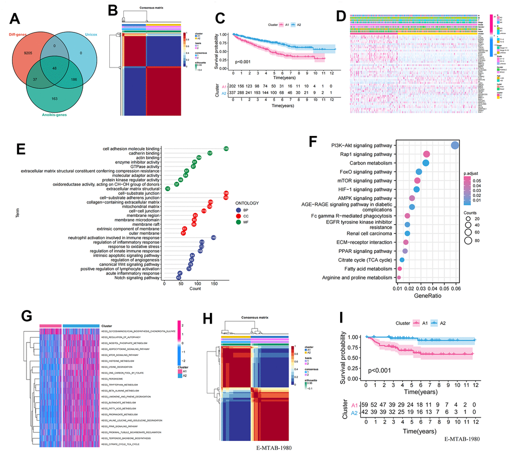 Establishment and validation of anoikis-related clusters. (A) Screening of 48 ARGs associated with prognosis and differentially expressed; (B) Heatmap plot indicating the consensus matrix of NMF clustering results utilizing the gene expression profile in TCGA KIRC cohort, colored by two ccRCC clusters; (C) KM survival curves revealing the prognosis difference of the two clusters (A1, A2); (D) The distribution of anoikis-related genes expression profile and clinicopathological characteristics in A1 and A2 clusters; (E) The results of GO biological process enrichment of differentially expressed genes; (F) The results of KEGG pathways analysis of differentially expressed genes; (G) Results of GSVA enrichment analysis between clusters; (H) Heatmap plot indicating the consensus matrix of NMF clustering results utilizing the gene expression profile in the E-MTAB-1980 cohort, colored by two ccRCC clusters; (I) KM survival curves revealing the prognosis difference of the two clusters (A1, A2).