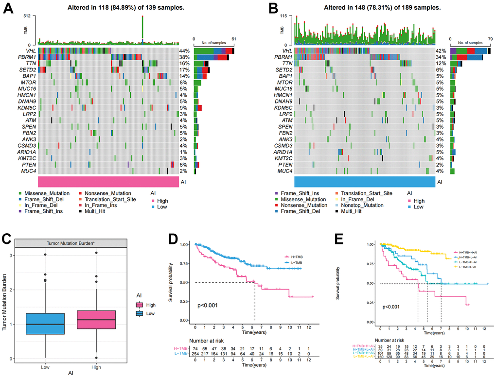 The tumor mutation burden characteristics of Anoikis index. (A, B) The waterfall chart showing the mutation frequency of the top 20 genes in the high and low AI groups; (C) Differences of the tumor mutation burden (TMB) between high and low AI groups; (D) KM survival curve showing the prognostic difference between high and low TMB groups; (E) KM survival curve showing OS of the combination of AI and TMB.