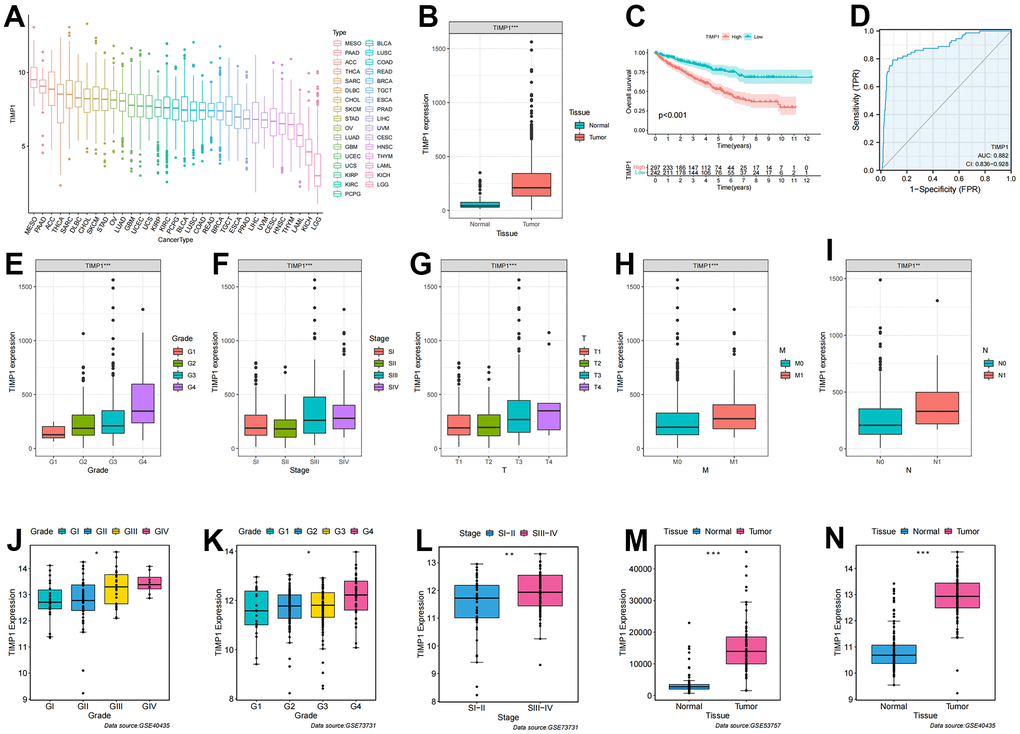 Correlation of TIMP1 expression profile with clinicopathological characteristics in ccRCC. (A) Expression profile of TIMP1 in 33 tumors; (B) Differential expression of TIMP1 in ccRCC and paracancerous tissues; (C) KM survival curves showing OS of TIMP1 in ccRCC; (D) ROC curves about TIMP1 in ccRCC; (E–I) Differences in TIMP1 expression profile among clinicopathological variables (E) Grade; (F) Stage; (G) T stage; (H) M stage; (I) N stage; (J–N) Differential expression of TIMP1 in different clinicopathological stages in the GEO validation datasets. (J, N) GSE40435; (K, L) GSE73731; (M) GSE53757.