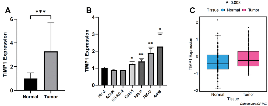 Verification of TIMP1 expression differences between carcinoma and adjacent tissue. (A) Bar plot for the relative expression of TIMP1 in ccRCC tissues and normal tissues; (B) Bar plot for the relative expression of TIMP1 in ccRCC and normal cell lines; (C) Difference of TIMP1 protein expression between ccRCC and adjacent tissues.