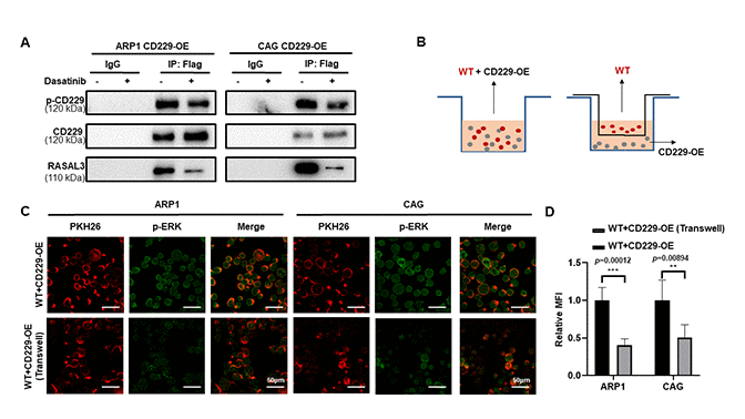 CD229 binds to RASAL3 in a phosphorylated manner after self-activation. (A) Co-IP assay detected that the phosphorylation of CD229 and the expression of RASAL3 were decreased after Dasatinib treatment in CD229-OE MM cells. (B) Schematic diagram of the two co-culture experiments. (C, D) Representative confocal images for PKH26 and p-ERK revealed that higher p-ERK levels were observed in the directly mixed co-culture of WT MM cells than the co-cultured cells. The data of experiments represent Mean±SD from at least three independent experiments. ***p 