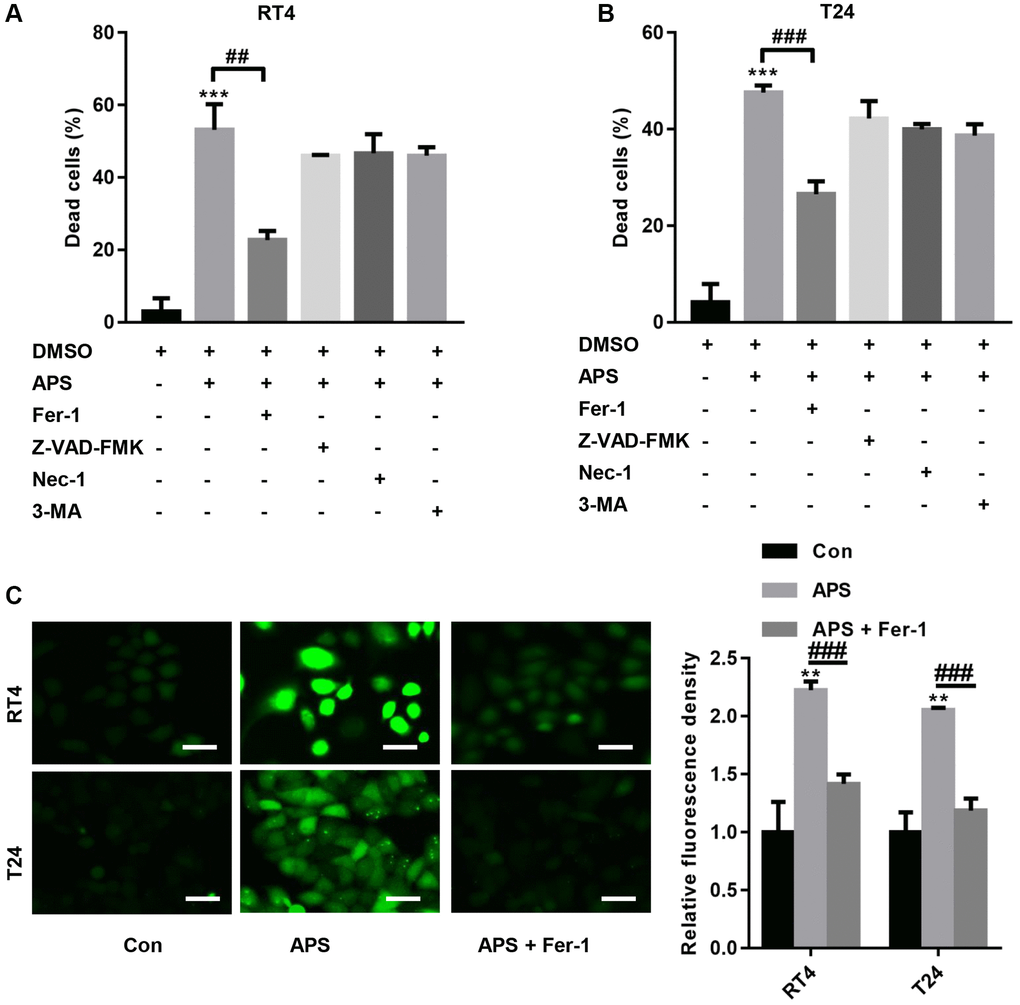 APS induces ferroptosis in RT4 and T24 cells. RT4 and T24 cells were treated with 1 μM ferrostatin (Fer-1, a ferroptosis inhibitor), 20 μM Z-VAD-FMK (a pancaspase inhibitor), 20 μM necrostatin-1 (Nec-1, a necrosis inhibitor) and 10 μM 3-methyladenine (3-MA, an autophagy inhibitor). Then, RT4 and T24 cells were treated with 15 and 10 μM APS for 24 h. The CCK-8 results showed that Fer-1 significantly reversed APS-induced death in RT4 (A) and T24 (B) cells. (C) C11 BODIPY 581/591 staining revealed that Fer-1 reversed APS-induced lipid peroxidation in RT4 and T24 cells (Bar represents 20 μm, 20 × magnification). **p ***p ##p ###p 