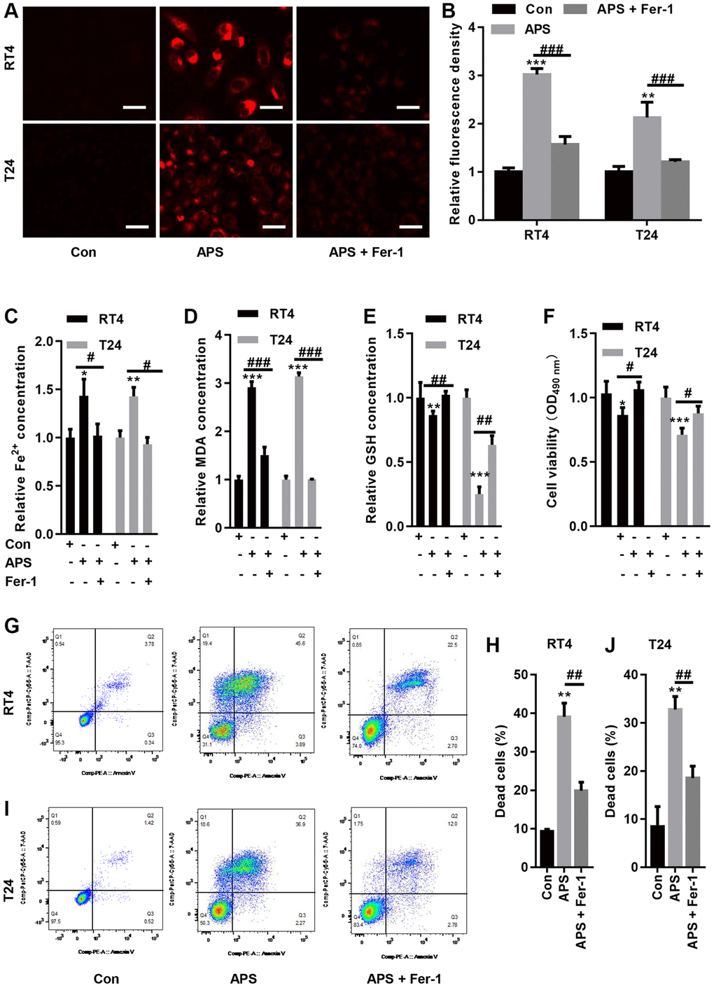 Fer-1 reversed APS-induced ferroptosis. (A) FerroOrange staining showed that Fer-1 could reduce the APS-induced increase in Fe2+ levels (Bar represents 20 μm, 20 × magnification). (B) Statistical analysis showed that Fer-1 reversed APS-induced Fe2+ (C) and MDA (D) accumulation in RT4 and T24 cells. Fer-1 reversed the APS-induced decrease in GSH levels (E) in RT4 and T24 cells. (F) CCK-8 analysis showed that the APS-induced decrease in the viability of RT4 and T24 cells could also be ameliorated by Fer-1. Flow cytometry revealed that Fer-1 treatment reduced the APS-induced increase in the mortality of RT4 (G, H) and (I, J) T24 cells. *p **p ***p #p ##p ###p 