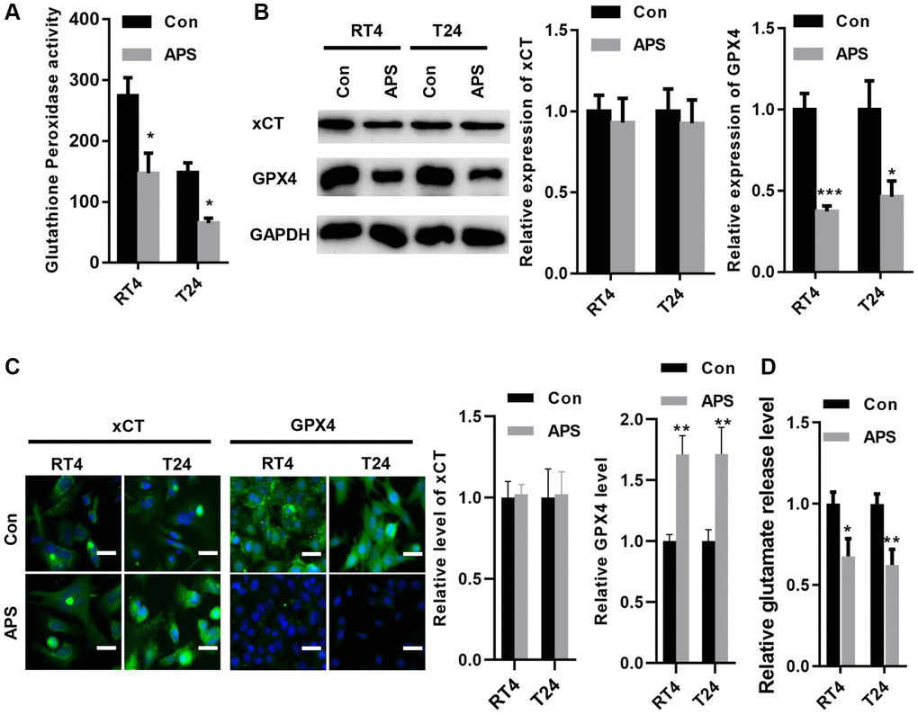 APS inhibited the activity of xCT and reduced the expression of GPX4. (A) APS significantly reduced the activity of glutathione peroxidase in RT4 and T24 cells. (B) The Western blot results revealed that APS did not change the expression of xCT in RT4 and T24 cells but reduced the protein level of GPX4. (C) The IF results showed that APS did not change the fluorescence level of xCT but significantly inhibited the fluorescence expression of GPX4 (Bar represents 10 μm, 20 × magnification). (D) APS reduced the activity of xCT in RT4 and T24 cells. *p **p ***p 