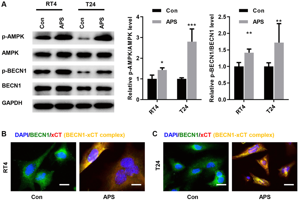 APS activates AMPK/BECN1 signaling in RT4 and T24 cells. (A) The Western blot results showed that APS significantly increased the phosphorylation levels of AMPK and BECN1 in RT4 and T24 cells. IF staining showed that APS induced the formation of the BECN1-xCT complex in RT4 (B) and T24 (C) cells (Bar represents 10 μm, 40 × magnification). **p ***p 