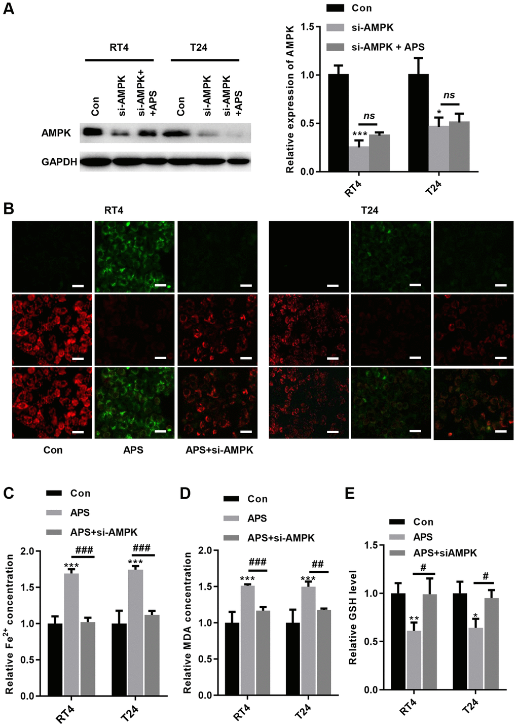 Knockdown of AMPK reverses APS-induced ferroptosis. (A) The Western blot results showed that the transfection of si-AMPK significantly inhibited AMPK expression even in APS-treated RT4 and T24 cells. (B) the JC-1 results showed that silencing AMPK significantly ameliorated APS-induced upregulation of MMP (Bar represents 20 μm, 20 × magnification). In RT4 and T24 cells, the APS-induced increase in Fe2+ (C) and MDA (D) levels could be alleviated by si-AMPK to some extent. (E) In RT4 and T24 cells, the reduction of GSH induced by APS could be reversed by knockdown of AMPK. *p ***p ##p ###p 