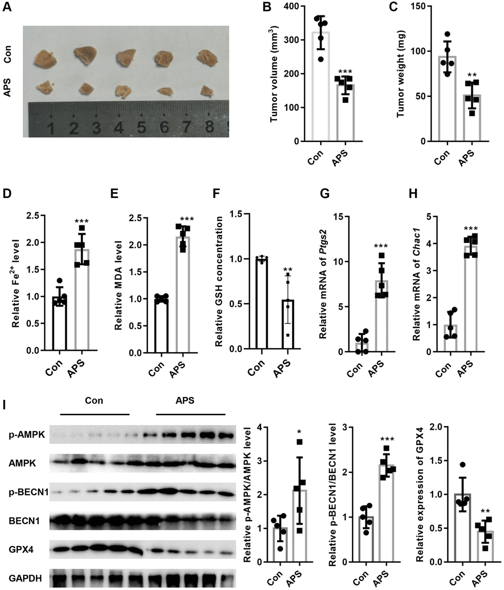 APS inhibited the growth of tumors in nude mice. (A) Representative images of tumor tissues from nude mice. APS significantly inhibited tumor volume (B) and weight (C) in nude mice. APS increased the levels of Fe2+ (D) and MDA (E) in tumor tissues. (F) APS decreased GSH levels in tumor tissues. The RT-PCR results showed that APS increased the mRNA levels of ptgs2 (G) and Chac1 (H) in tumor tissues. (I) After APS treatment, the phosphorylation levels of AMPK and BECN1 were increased in the tumor tissues of nude mice. *p **p ***p 