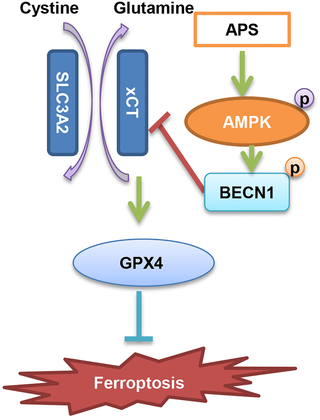 Diagram of the molecular mechanism by which APS inhibits UC.